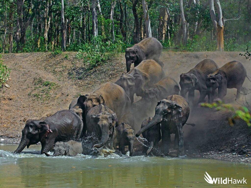 elephant's bathing at rajaji national park