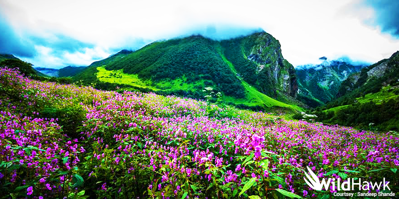 View During Valley of Flowers Trek