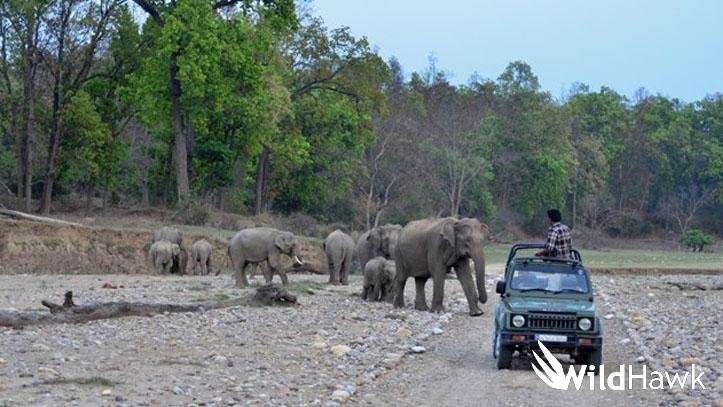 jungle safari at rajaji national park