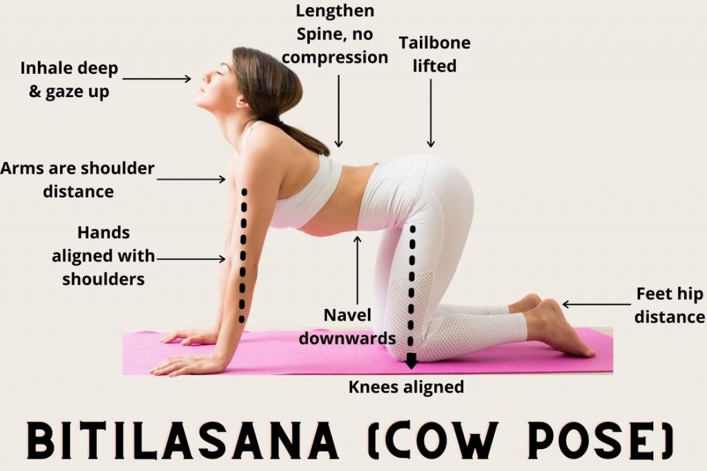 How to do Bitilasana or Cow Pose