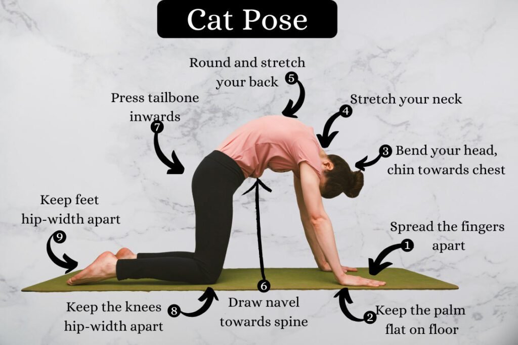 How to do Marjaryasana or Cat Pose