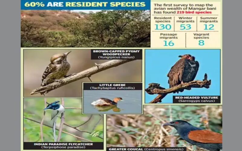 Birding at Aravali