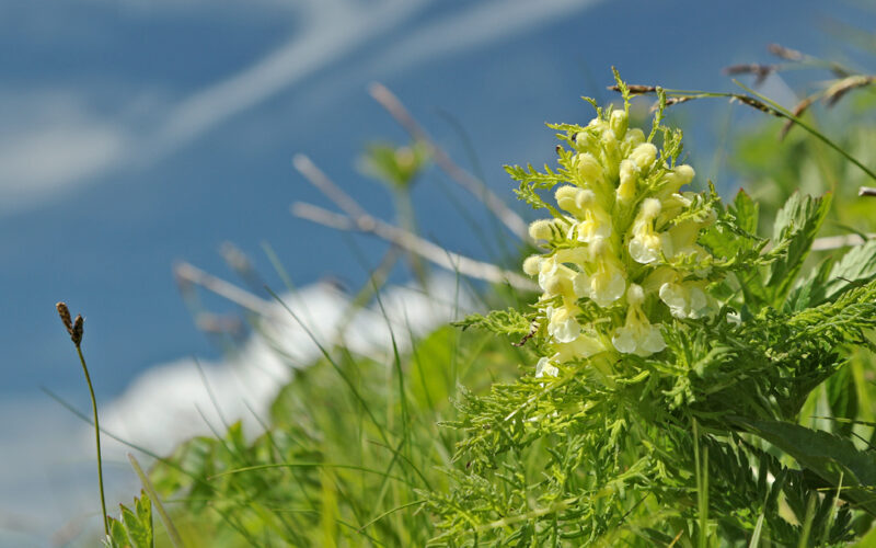 valley of flowers