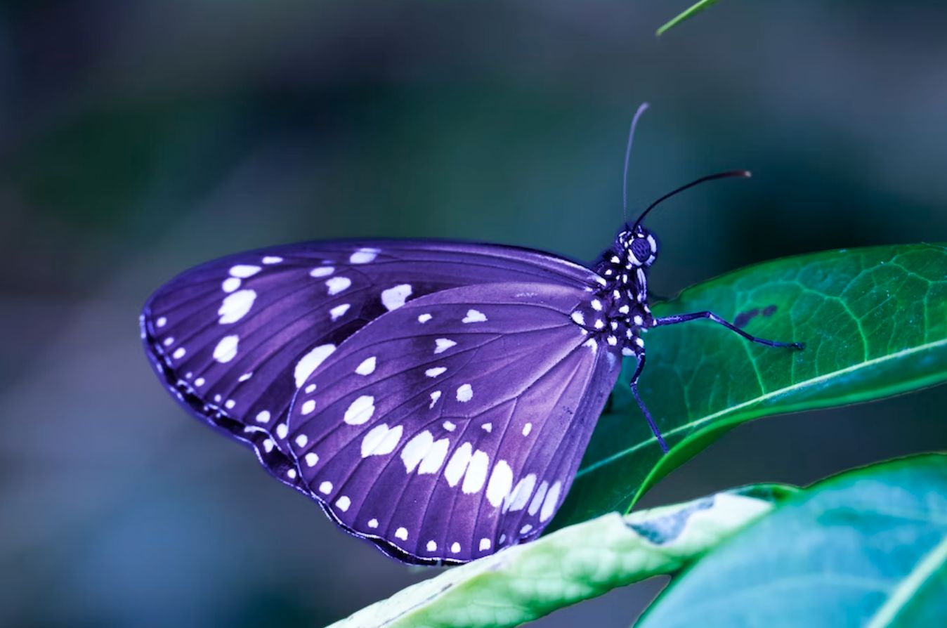 76 Butterfly Species Counted Across 7 Biodiversity Parks in Delhi