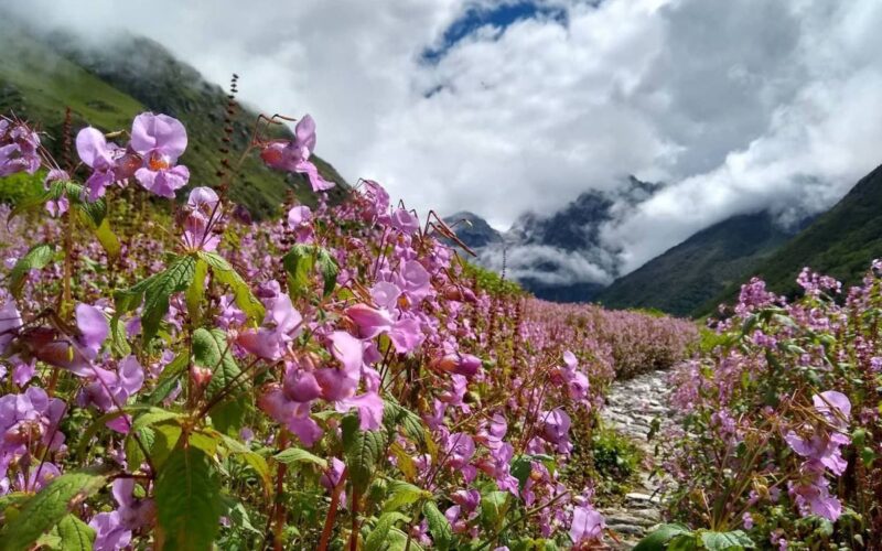 Valley of Flowers
