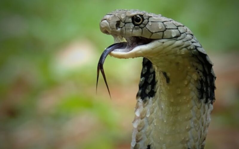 king cobra