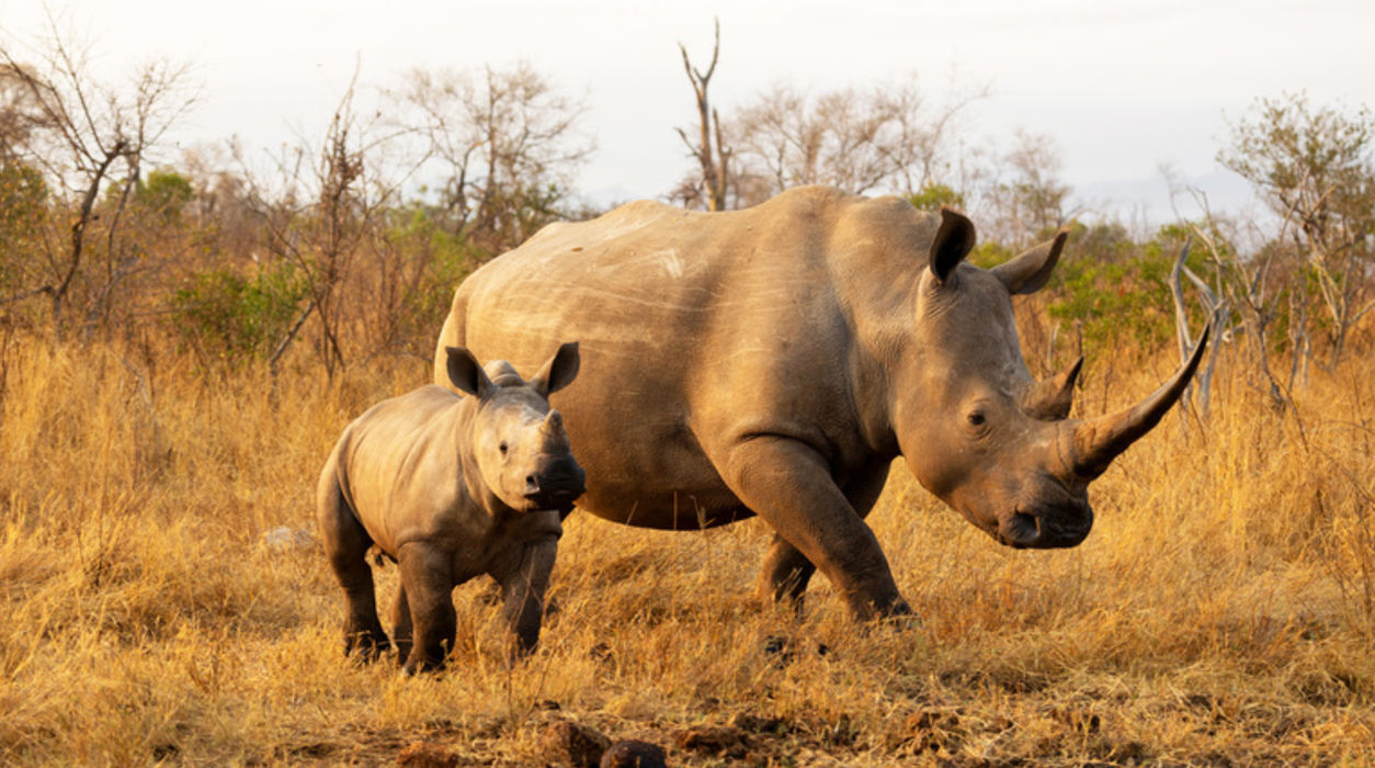 Rhino Renaissance: Assam's Laokhowa and Burachapori Sanctuaries